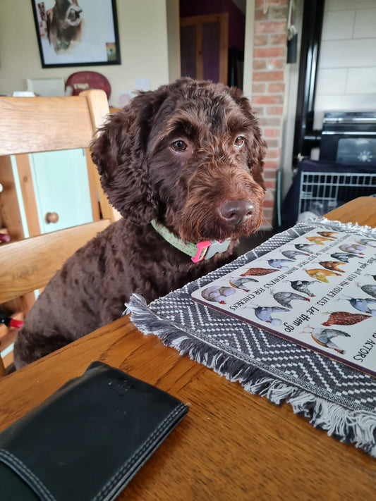 🐾 Maggie and Archie