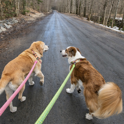 Braided Rope Dog Lead Set