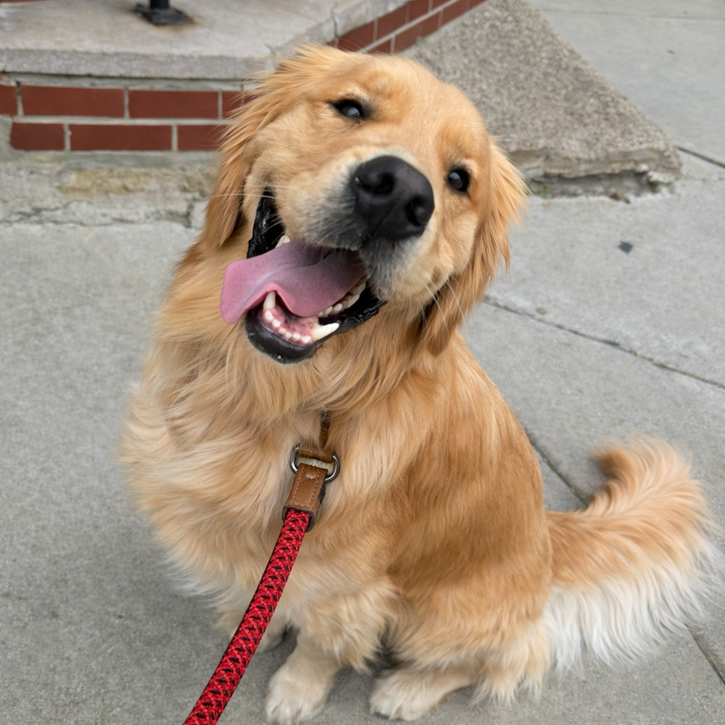 Braided Rope Dog Lead Set