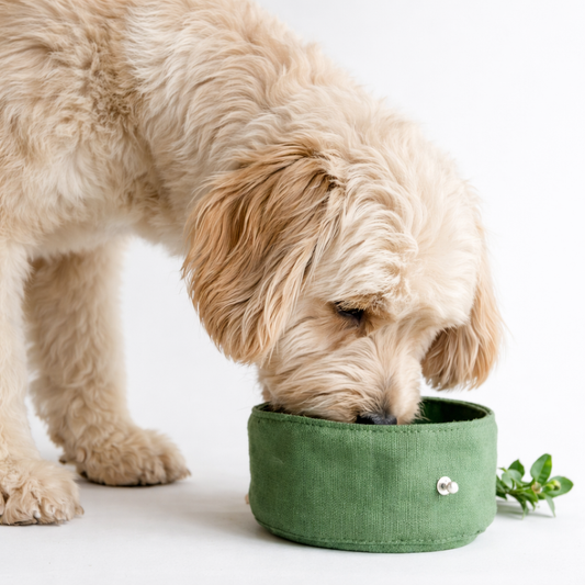 Collapsible Canvas Dog Bowl for Walks & Travel